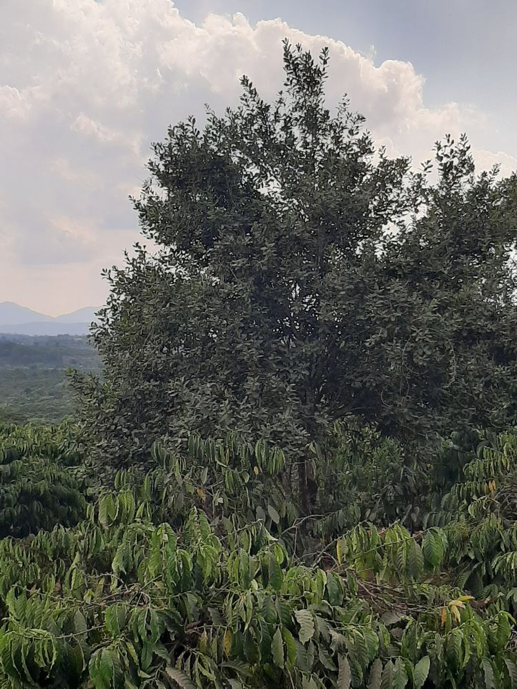 Vertical image, Maarten Rozendale, Hòa Ninh, Vietnam, 2020-01-29, Macadamia integrifolia - Smooth macadamia