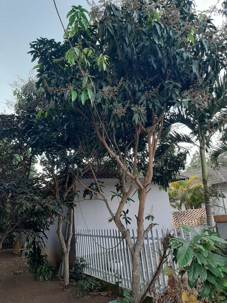 Vertical image, Maarten Rozendale, , Vietnam, 2020-01-29, Mangifera indica - Mango tree