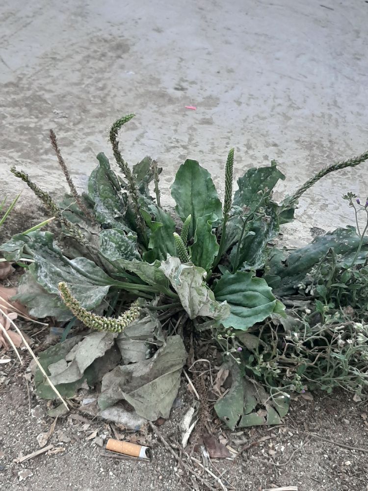Vertical image, Maarten Rozendale, , Vietnam, 2020-01-29, Plantago major - Broadleaf plantain