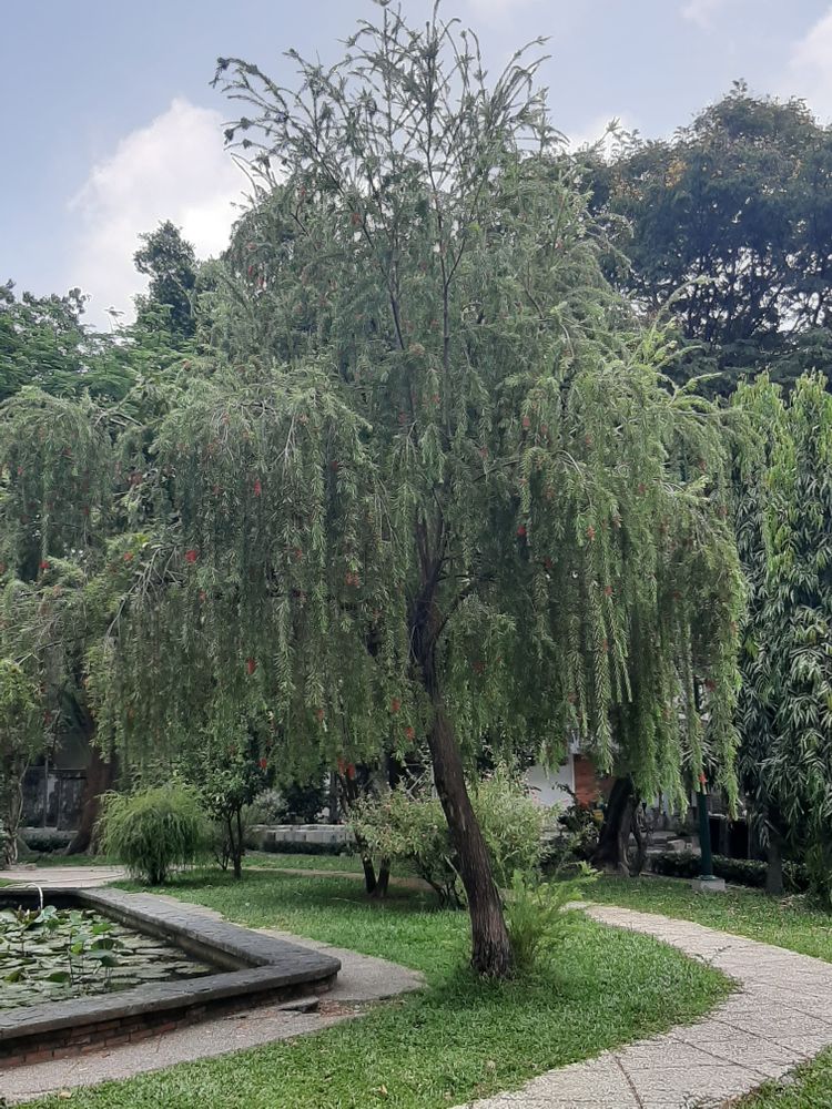 Vertical image, Maarten Rozendale, Saigon, Vietnam, 2020-03-22, Callistemon viminalis - Weeping callistemon
