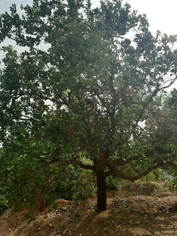 Vertical image, , Deo Ta Pua, Vietnam, 2020-03-11, Anacardium occidentale - Cashew