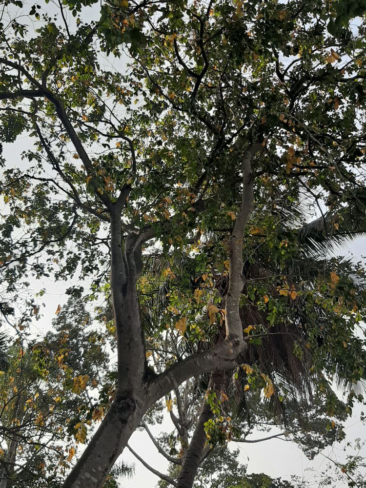Vertical image, , Saigon, Vietnam, 2020-03-17, Antheroporum pierrei - Pierrei bean