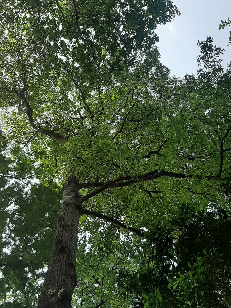 Vertical image, , Saigon, Vietnam, 2020-03-17, Calophyllum dongnaiense - Vietnamese calophyllum