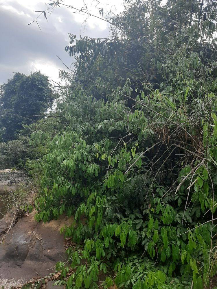 Vertical image, , Duc Phu, Vietnam, 2020-03-11, Dalbergia tonkinensis - Sua