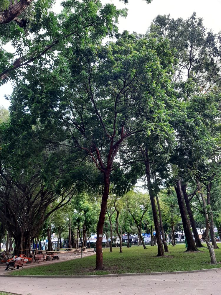 Vertical image, , Saigon, Vietnam, 2020-04-17, Dysoxylum rubrocostatum - Vietnamese dysoxylum