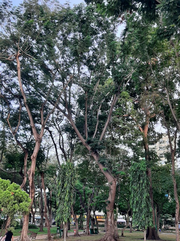 Vertical image, , Saigon, Vietnam, 2020-04-17, Enterolobium cyclocarpum - Ear pod tree