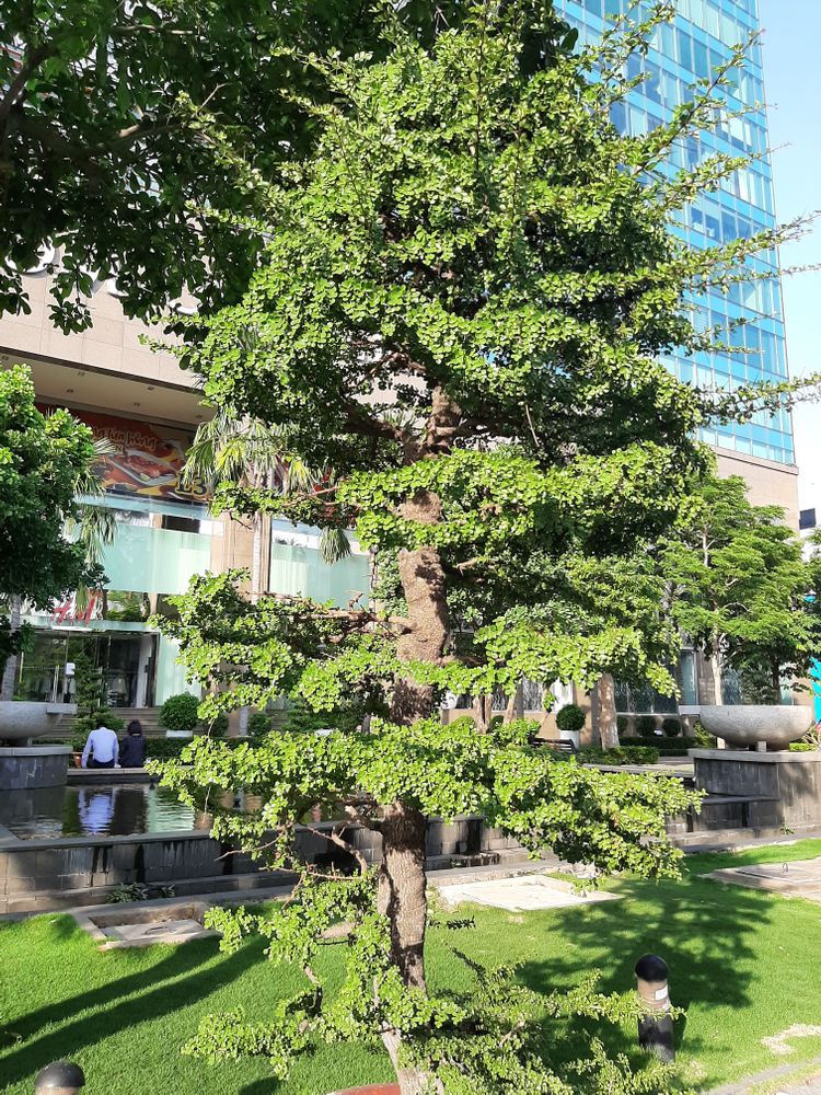 Vertical image, , Saigon, Vietnam, 2020-04-17, Feroniella lucida - Canthan