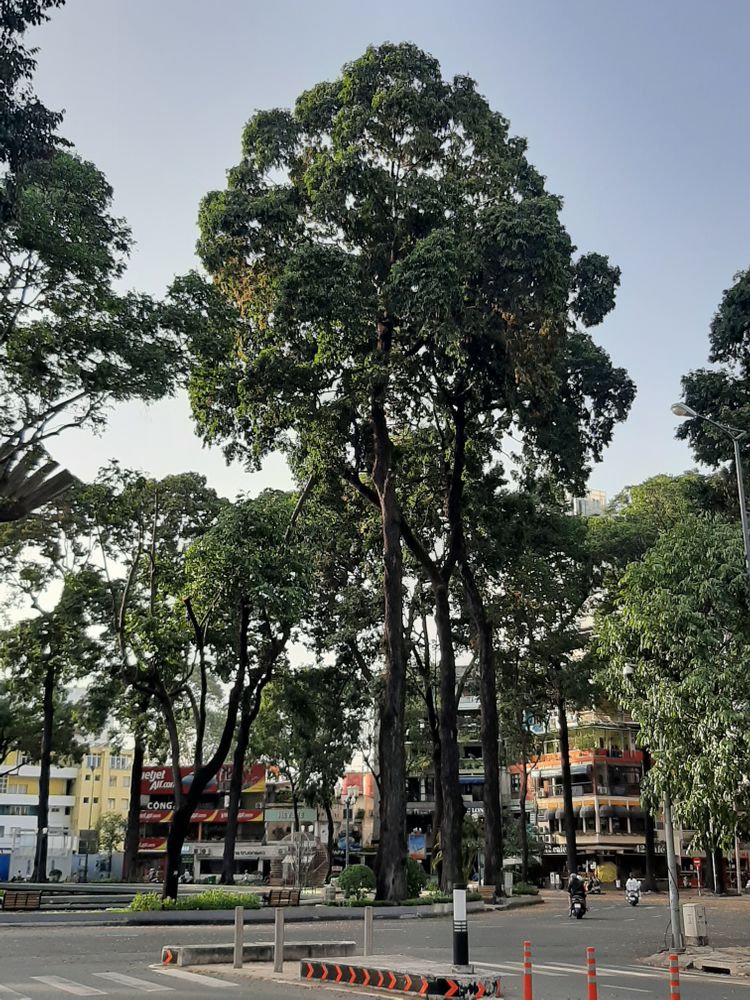 Vertical image, , Saigon, Vietnam, 2020-04-17, Hopea odorata - White thingan