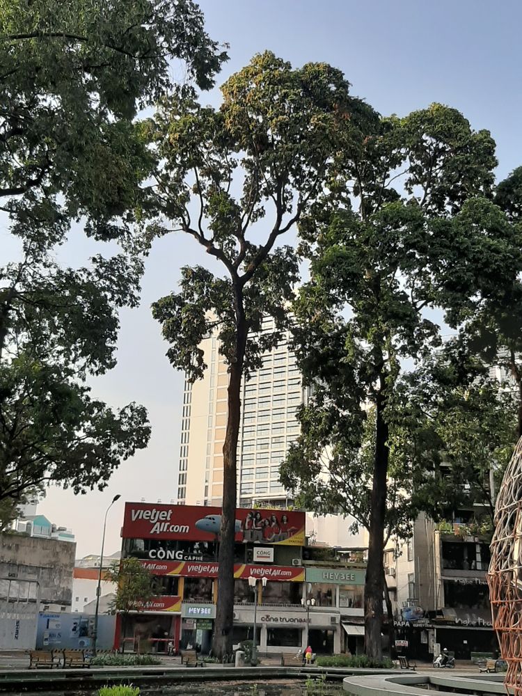 Vertical image, , Saigon, Vietnam, 2020-04-17, Hopea odorata - White thingan