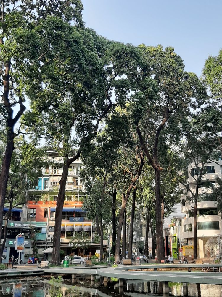 Vertical image, , Saigon, Vietnam, 2020-04-17, Hopea odorata - White thingan