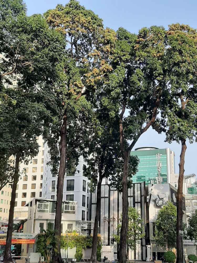 Vertical image, Maarten Rozendale, Saigon, Vietnam, 2020-04-17, Hopea odorata - White thingan