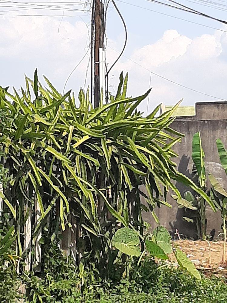 Vertical image, , Lam Dong, Vietnam, 2020-01-29, Hylocereus undatus - Pitahaya