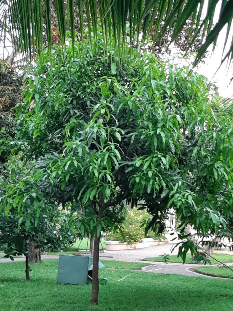 Vertical image, Maarten Rozendale, Saigon, Vietnam, 2020-04-17, Mangifera indica - Mango tree