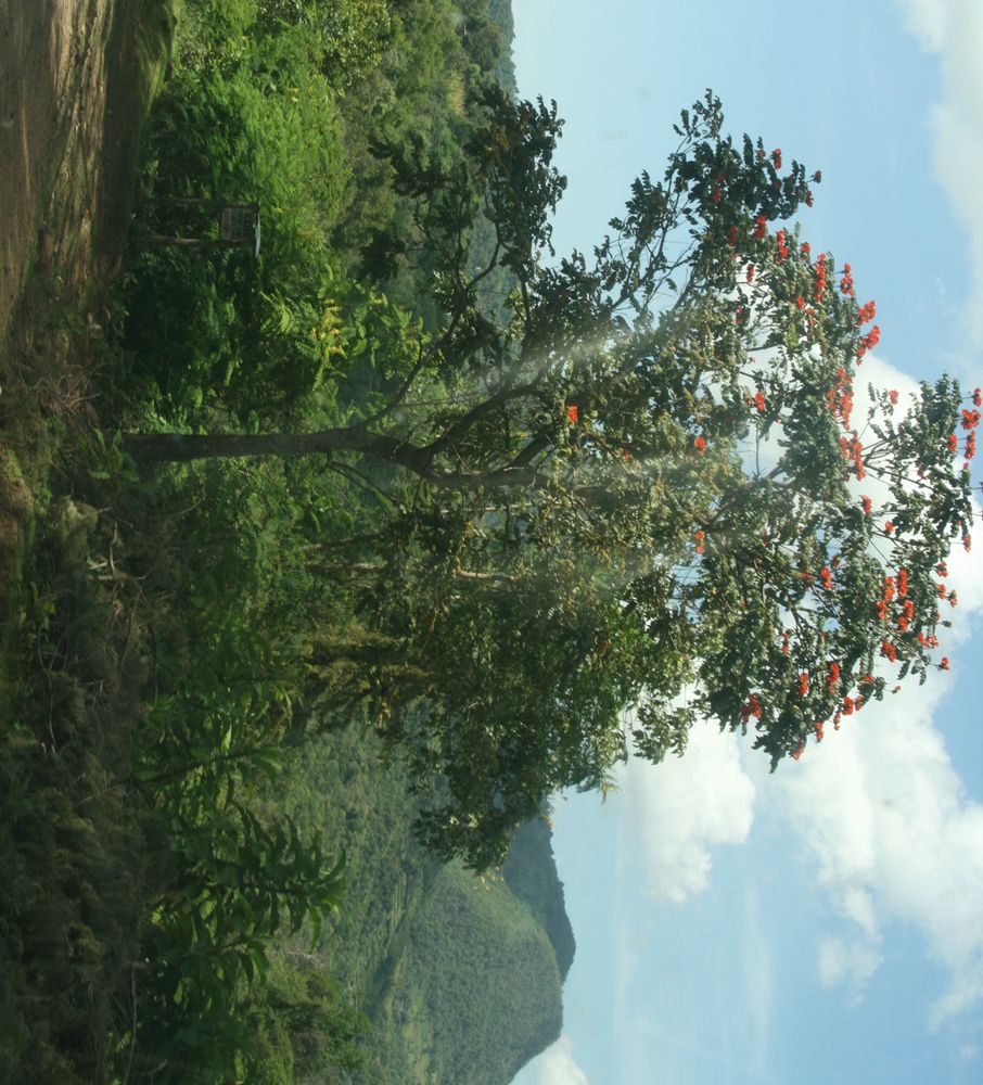 Vertical image, Maarten Rozendale, Tenges, Kenya, 2014-07-13, Spathodea campanulata - Nandi flame