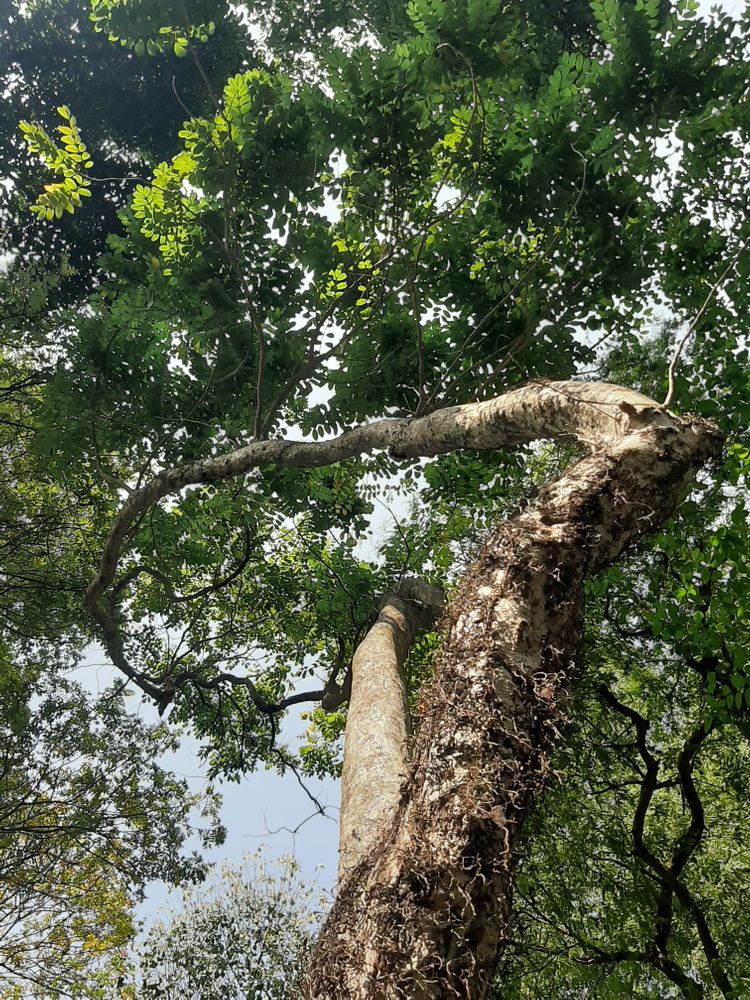 Vertical image, , Saigon, Vietnam, 2020-03-17, Spathodea campanulata - Nandi flame