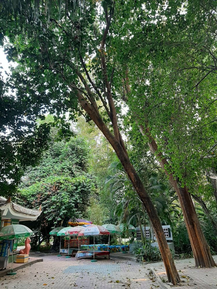 Vertical image, , Saigon, Vietnam, 2020-02-15, Strychnos nux-vomica - Semen strychnos