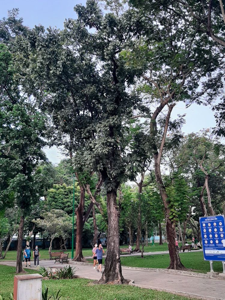 Vertical image, , Saigon, Vietnam, 2020-04-17, Swietenia macrophylla - Honduran mahogany