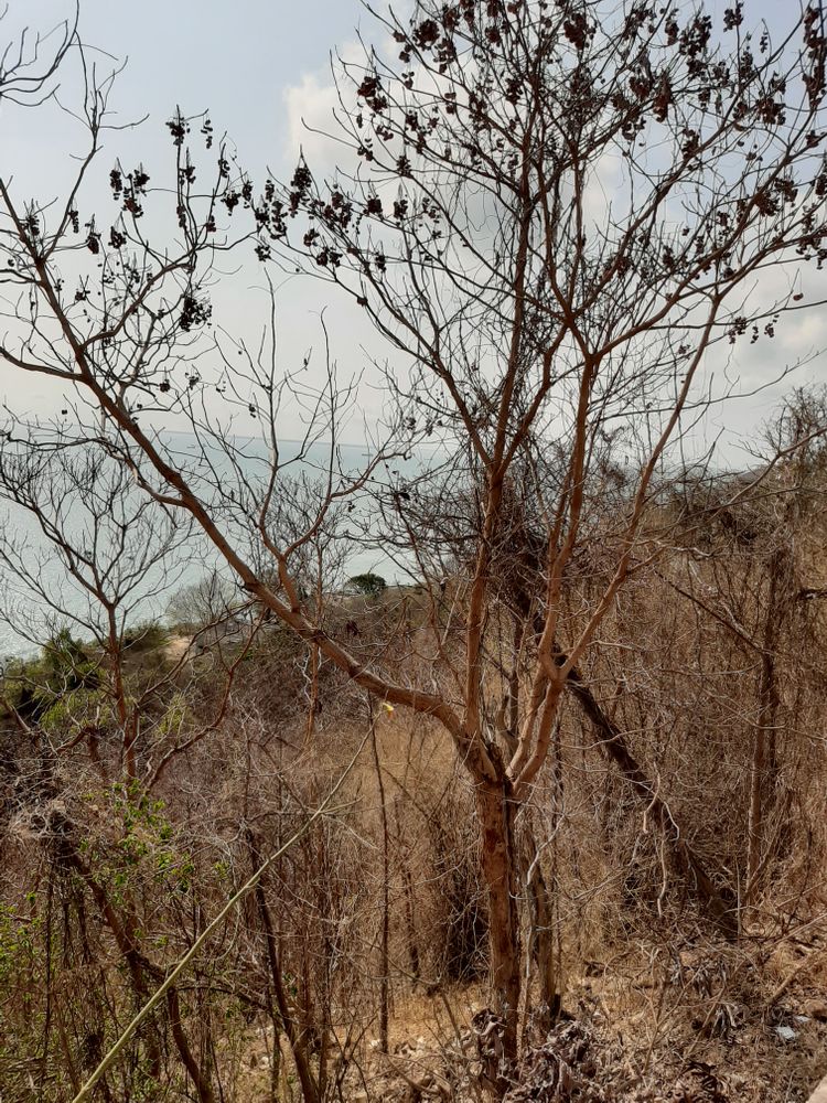 Vertical image, Maarten Rozendale, Vung Tau, Vietnam, 2020-04-11, Terminalia calamansanai - T. calamansai