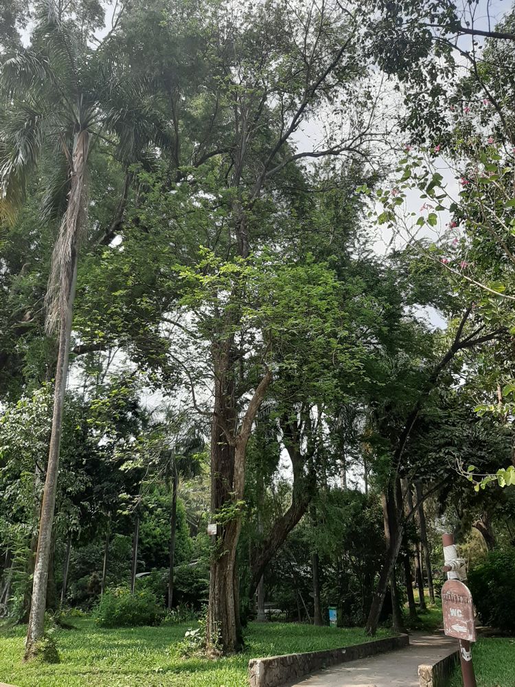 Vertical image, , Saigon, Vietnam, 2020-03-17, Wrightia pubescens - Long muc long