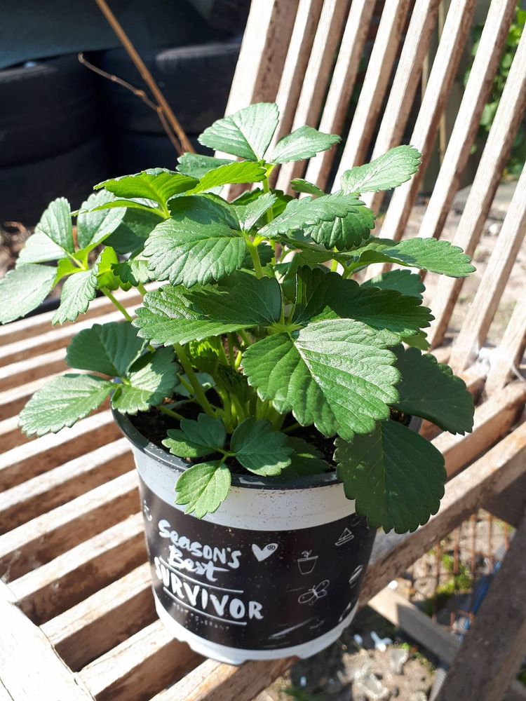 Seedling image, , Sneek, Netherlands, 2018-04-22, Fragaria vesca - Wild strawberry