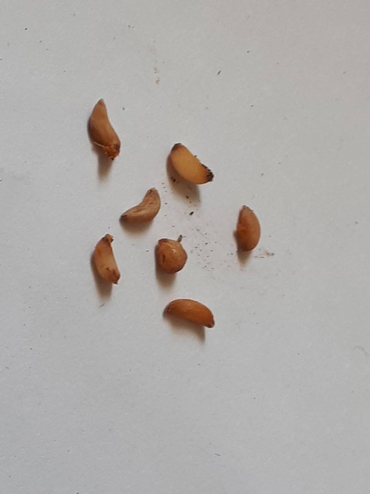 Seedling image, , Uitwellingerga, Netherlands, 2019-03-23, Arbutus unedo - Cane apples