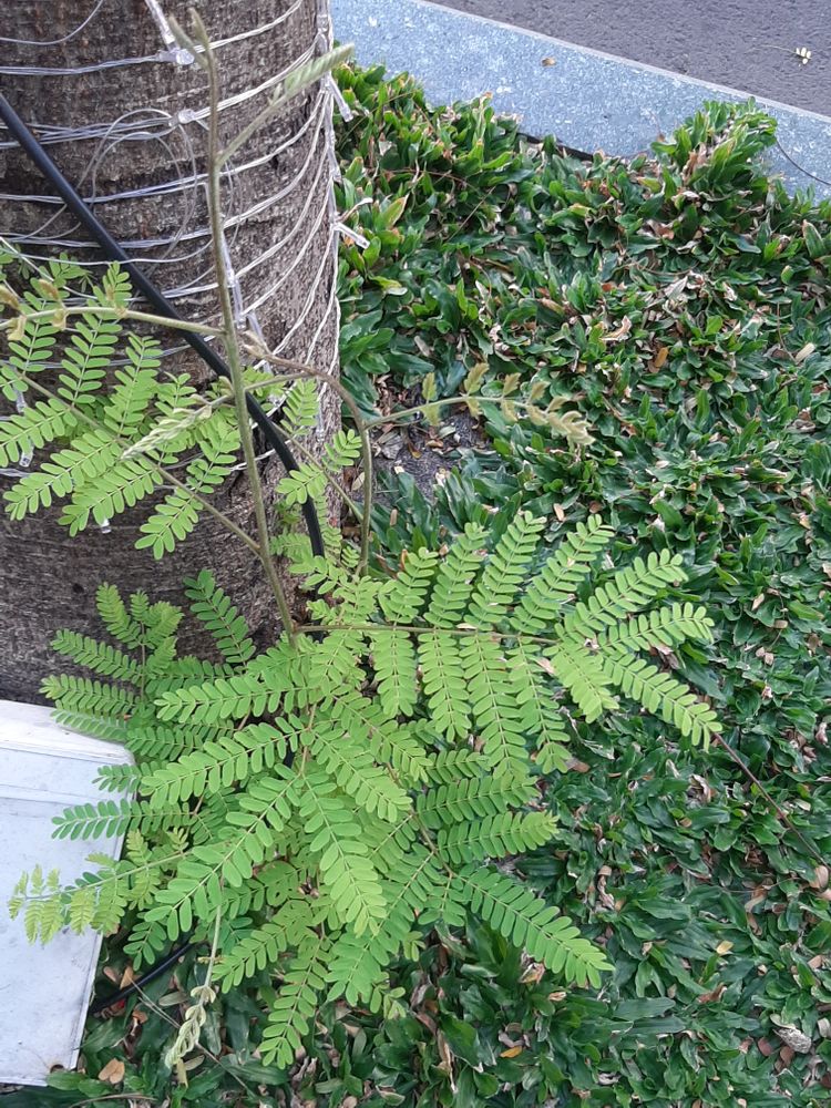 Seedling image, Maarten Rozendale, Saigon, Vietnam, 2020-01-25, Peltophorum dasyrhachis - Peltophorum tree