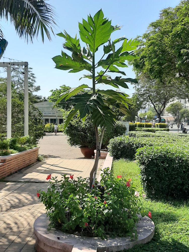 Seedling image, Maarten Rozendale, Saigon, Vietnam, 2020-01-25, Artocarpus altilis - Breadfruit