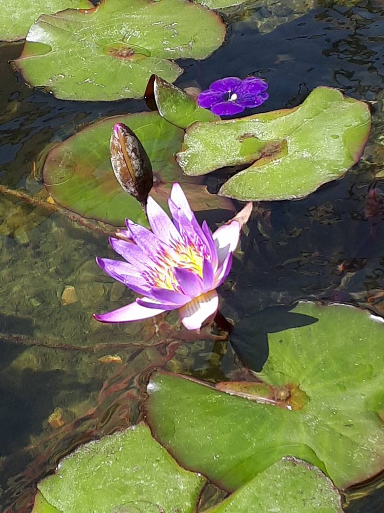 Seedling image, , Rishon LeTzion, Israel, 2018-05-13, Nymphaea nouchali - Blue lotus