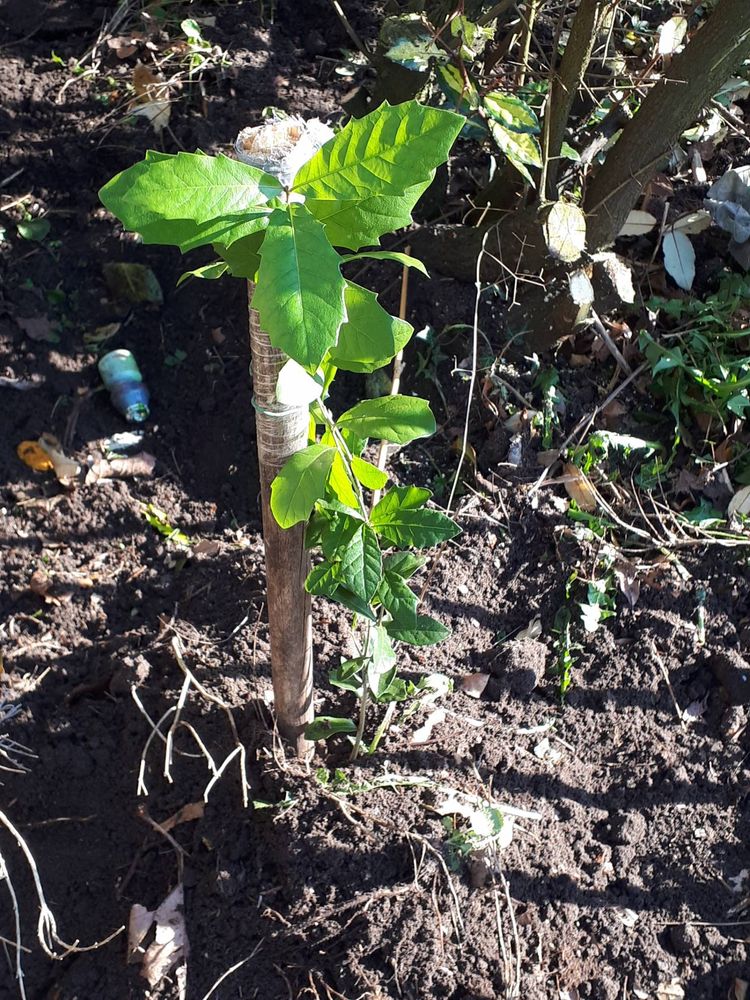 Seedling image, Maarten Rozendale, Sneek, Netherlands, 2018-05-18, Quercus virginiana - Southern live oak