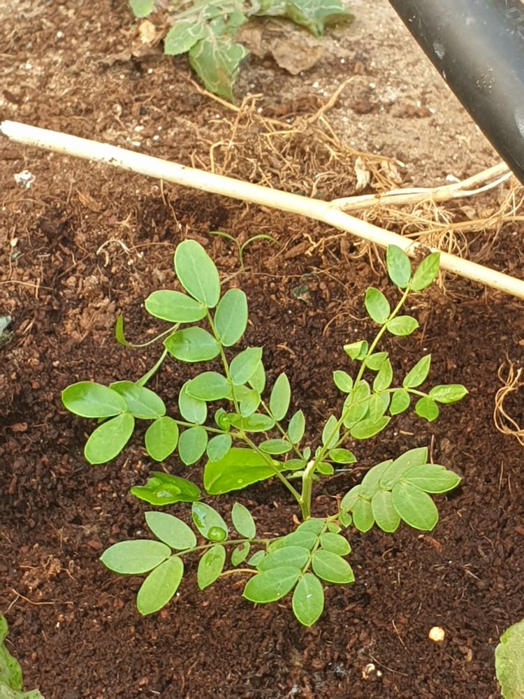 Seedling image, Maarten Rozendale, Holon, Israel, 2019-12-17, Caesalpinia echinata - Pernambuco wood