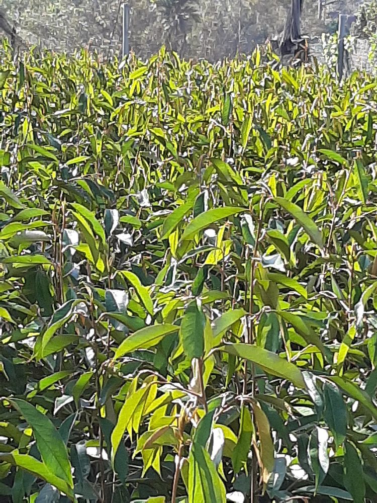 Seedling image, Maarten Rozendale, Da M'Ri, Vietnam, 2020-01-28, Durio zibethinus - Common durian