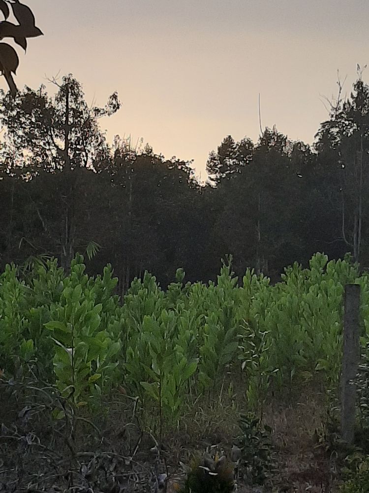 Seedling image, , Da M'Ri, Vietnam, 2020-01-28, Acacia mangium - Hickory wattle