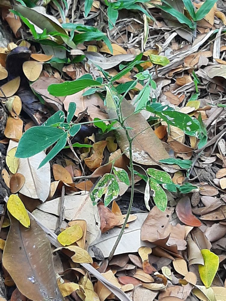 Seedling image, , Saigon, Vietnam, 2020-02-15, Albizia saman - Saman tree