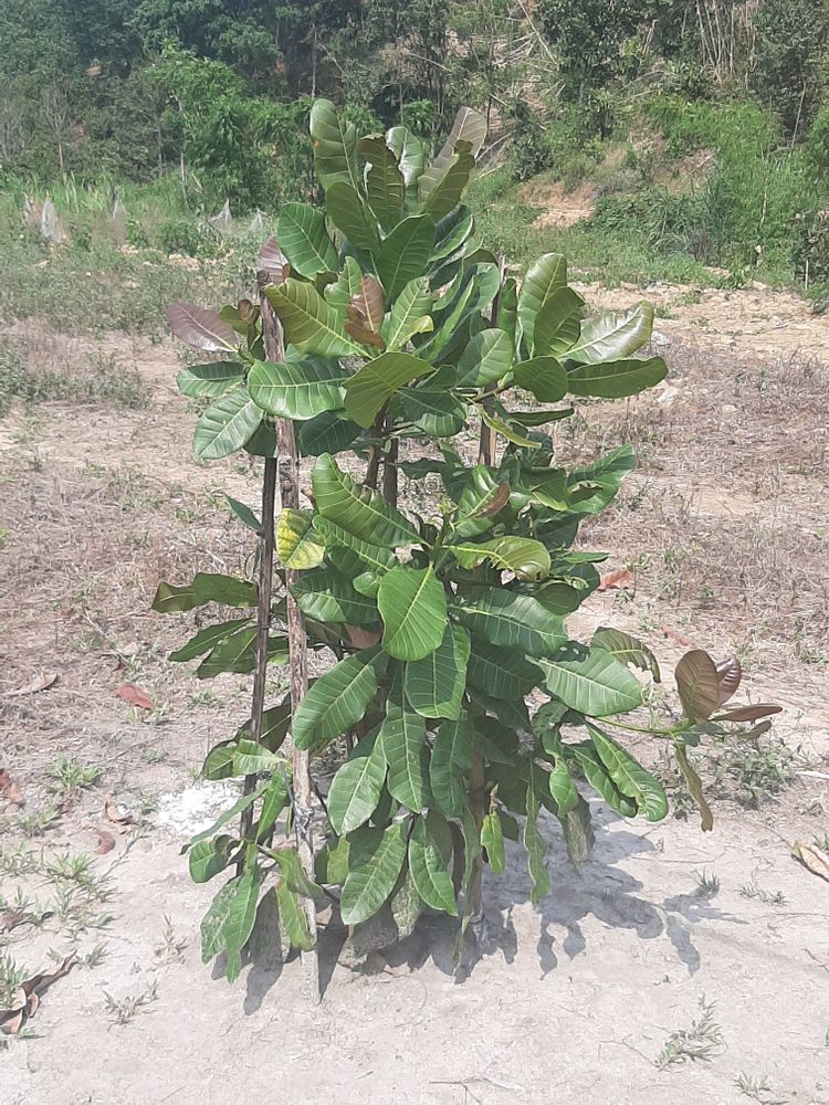 Seedling image, , Duc Phu, Vietnam, 2020-03-11, Anacardium occidentale - Cashew