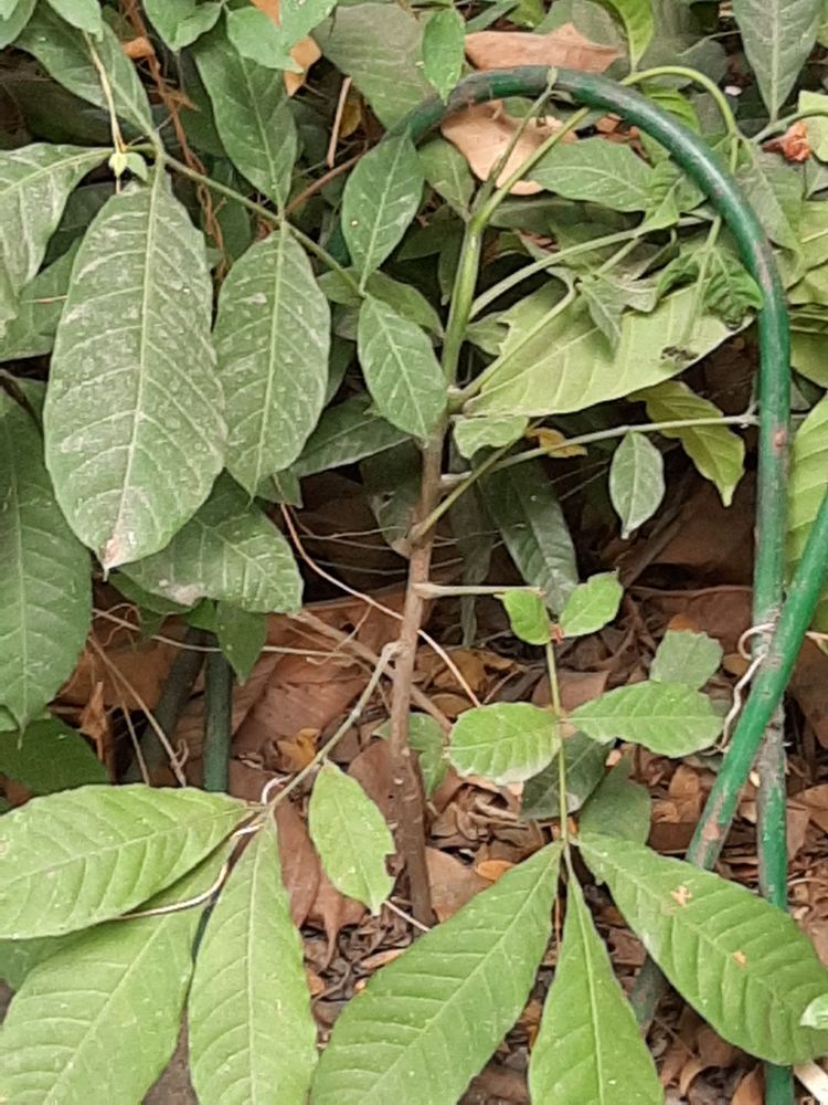 Seedling image, , Saigon, Vietnam, 2020-02-15, Aphanamixis polystachya - Pithraj