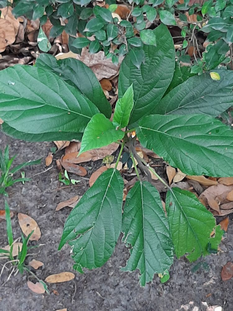 Seedling image, , Saigon, Vietnam, 2020-02-15, Artocarpus rigidus - Monkey jackfruit