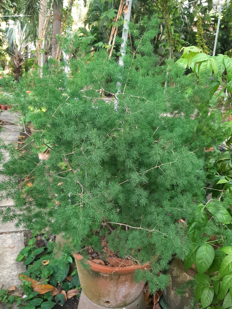 Seedling image, , Saigon, Vietnam, 2020-03-17, Asparagus cochinchinensis - Tropical asparagus