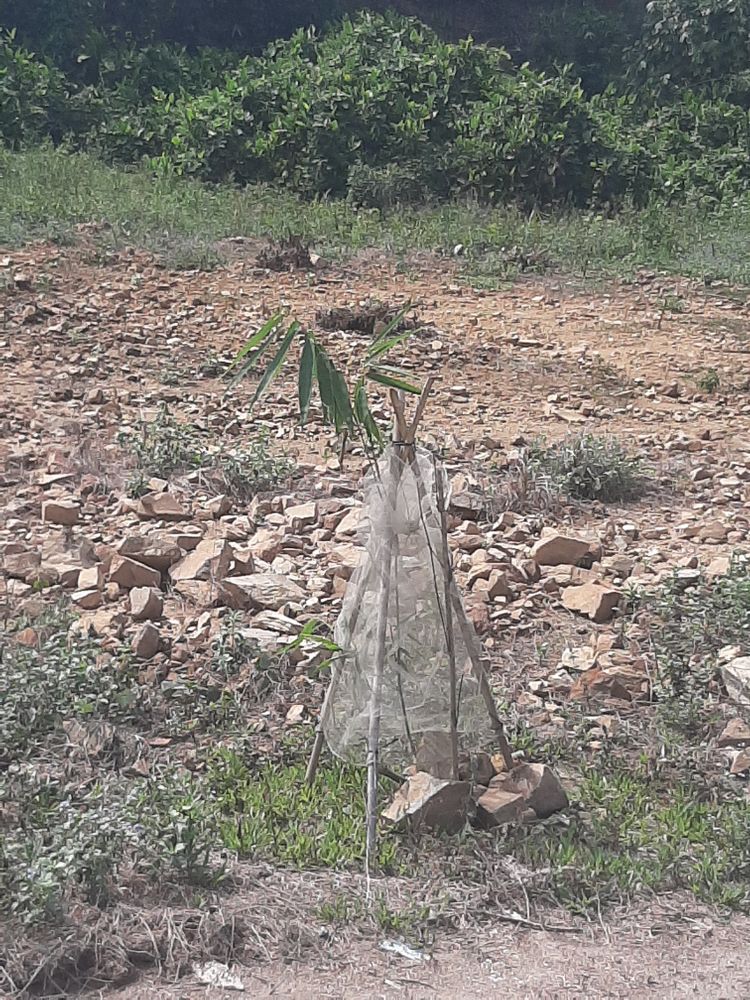 Seedling image, , Duc Phu, Vietnam, 2020-03-11, Bambusa vulgaris - Common bamboo