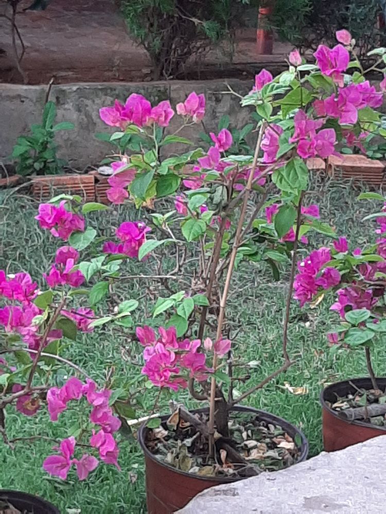 Seedling image, , Long Hai, Vietnam, 2020-02-20, Bougainvillea glabra - Paper flower