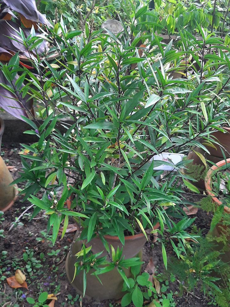 Seedling image, Maarten Rozendale, Saigon, Vietnam, 2020-03-17, Justicia gendarussa - Willow-leaved justica
