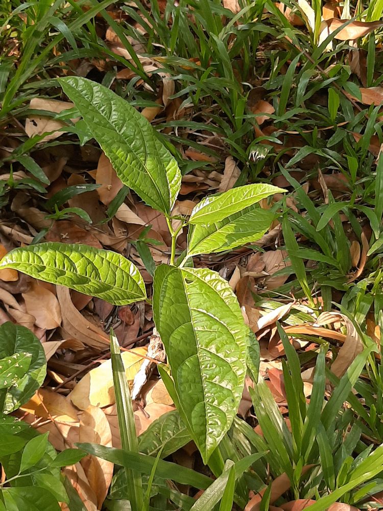 Seedling image, Maarten Rozendale, Saigon, Vietnam, 2020-03-17, Mallotus philippensis - Monkey face tree