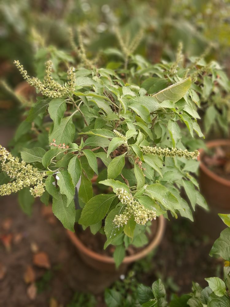 Seedling image, , Saigon, Vietnam, 2020-03-17, Ocimum gratissimum - Tree basil