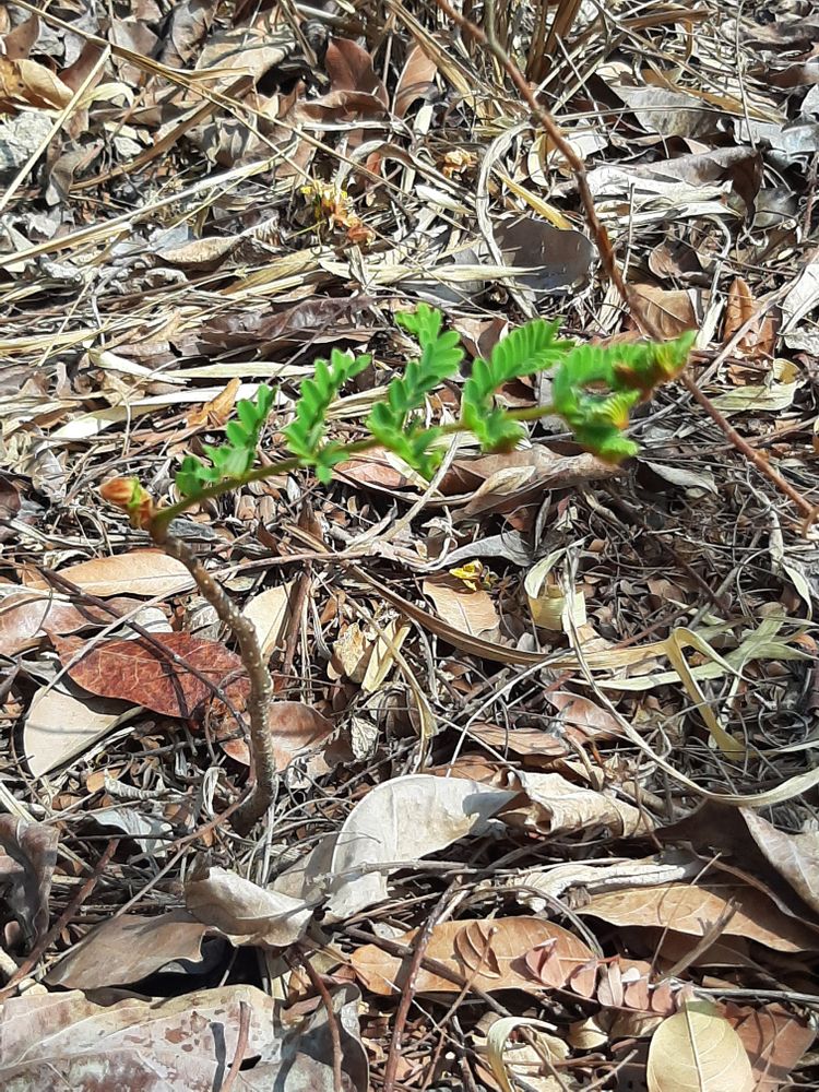 Seedling image, Maarten Rozendale, Ba Ria, Vietnam, 2020-04-15, Peltophorum dasyrhachis - Peltophorum tree