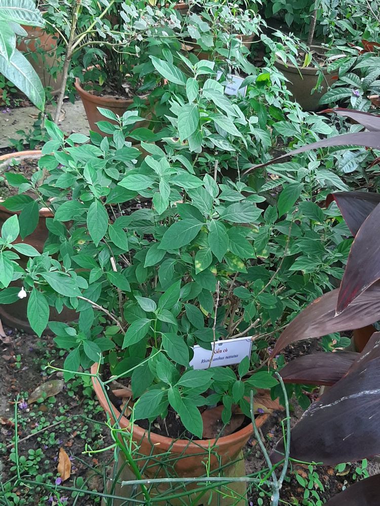 Seedling image, , Saigon, Vietnam, 2020-03-17, Rhinacanthus nasutus - Snake jasmine