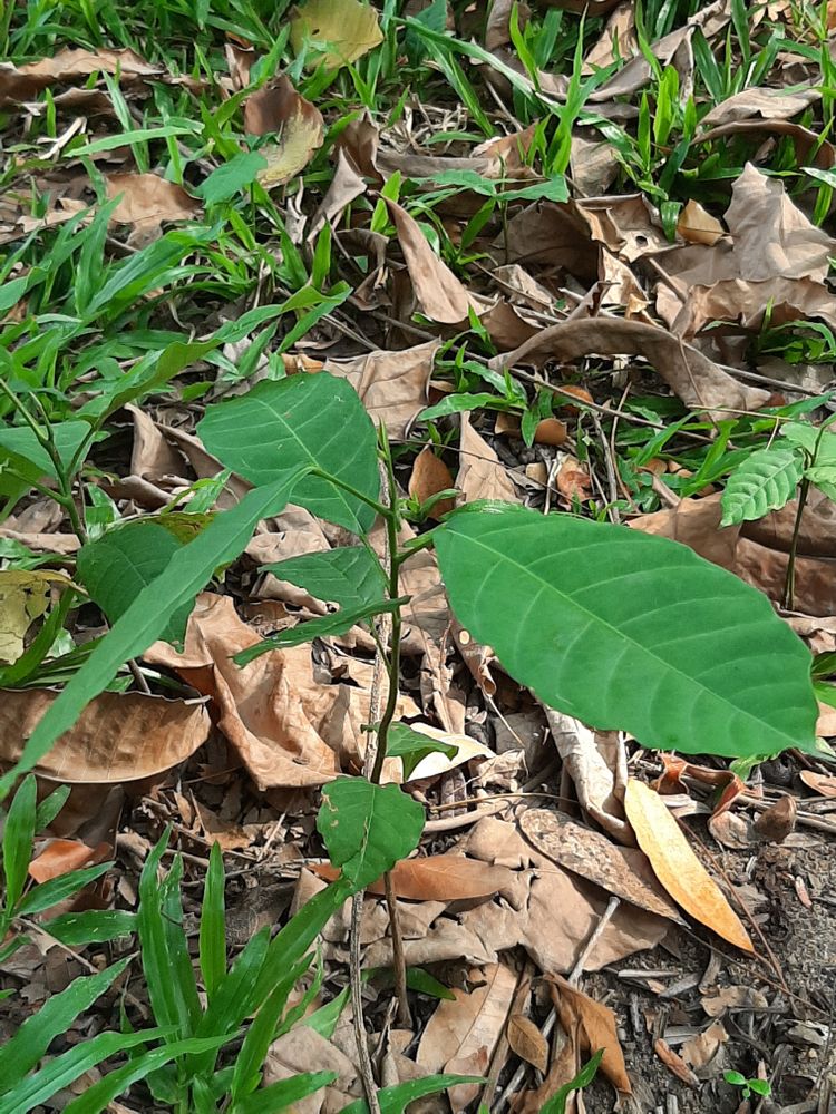 Seedling image, , Saigon, Vietnam, 2020-03-17, Terminalia calamansanai - T. calamansai