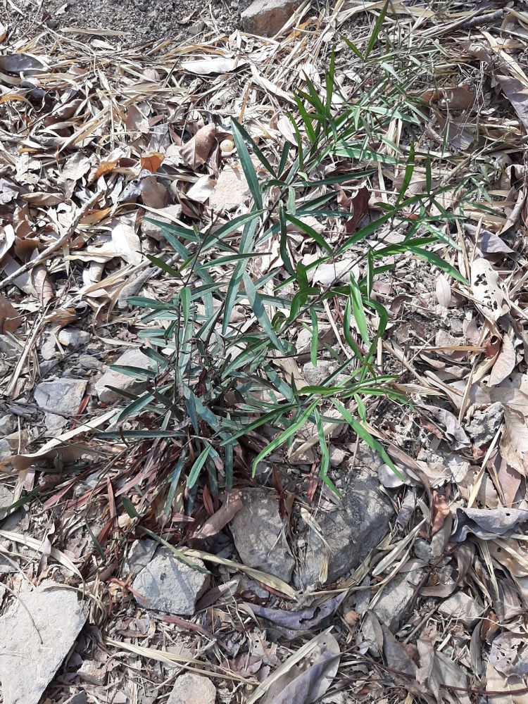 Seedling image, , Vung Tau, Vietnam, 2020-04-11, - Unknown species- - - Unknown -