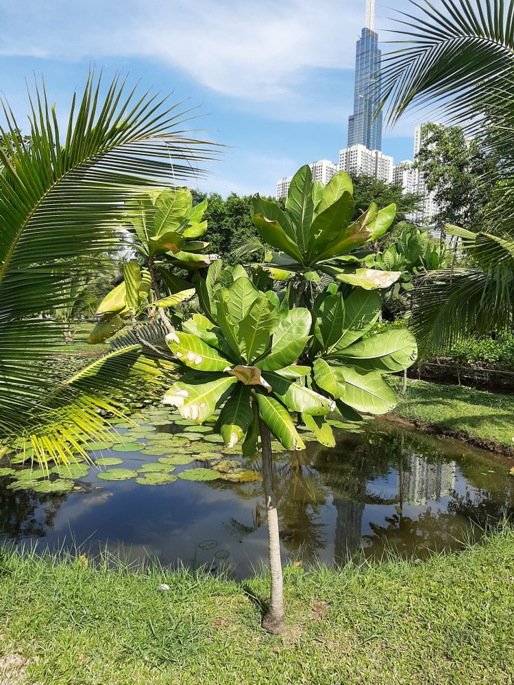 Seedling image, , Saigon, Vietnam, 2020-03-20, Victoria amazonica - Amazon lily