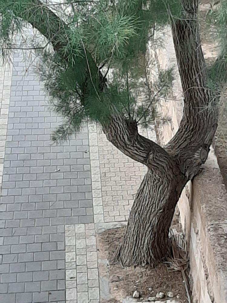 Stem image, Maarten Rozendale, Tel Aviv-Yafo, Israel, 2020-01-14, Tamarix gallica - French tamarisk