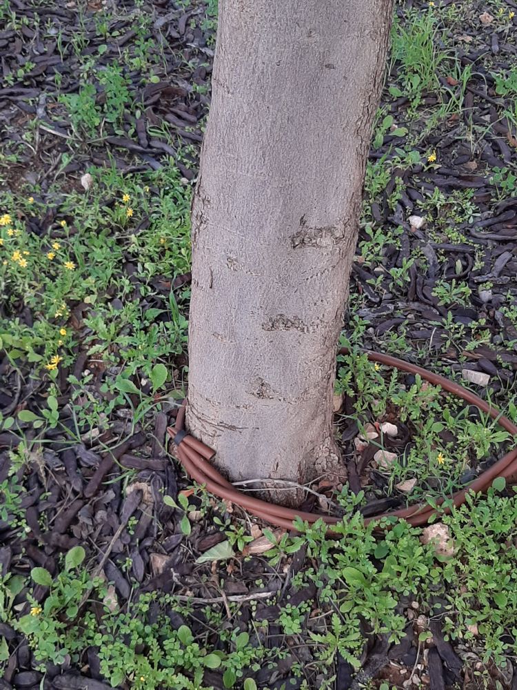 Stem image, Maarten Rozendale, Tel Aviv-Yafo, Israel, 2020-01-14, Ceratonia siliqua - Carob tree
