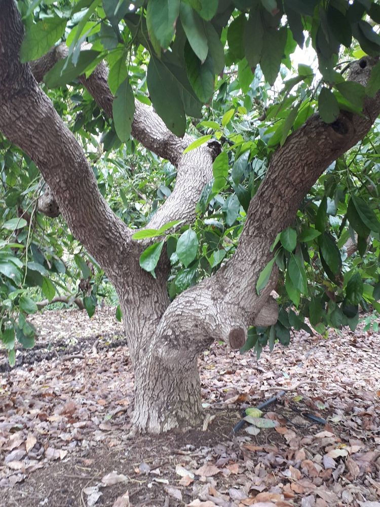 Stem image, , Nahal Alexander, Israel, 2018-05-06, Persea americana - Avocado tree